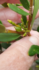 Alyxia buxifolia