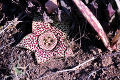 Orbea variegata