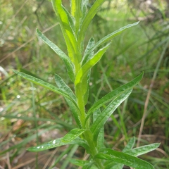 Chrysocephalum semipapposum