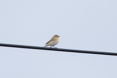 Phylloscopus collybita