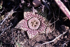 Orbea variegata