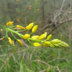 Bulbine bulbosa