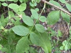 Rosa gymnocarpa