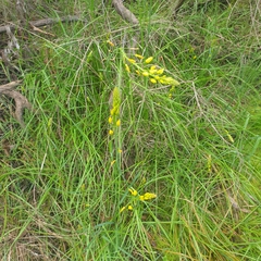 Bulbine bulbosa