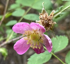 Rosa gymnocarpa