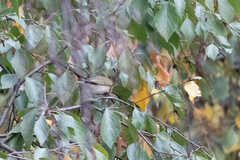 Phylloscopus collybita