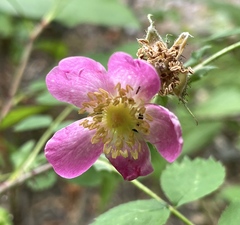 Rosa gymnocarpa
