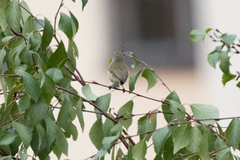 Phylloscopus collybita