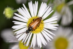 Pseudovadonia livida