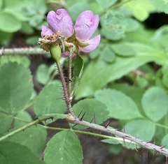Rosa gymnocarpa