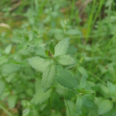 Gonocarpus tetragynus