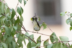 Phylloscopus collybita