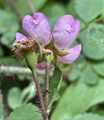 Rosa gymnocarpa