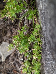 Galium morii