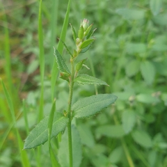 Gonocarpus tetragynus