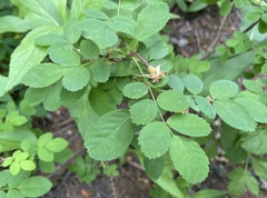 Rosa gymnocarpa