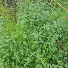 Gonocarpus tetragynus