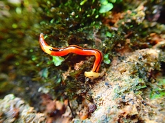 Bipalium interruptum