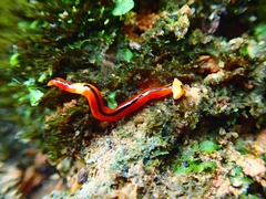 Bipalium interruptum