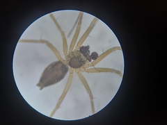 Tenuiphantes tenebricola