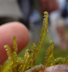 Sarmentypnum exannulatum