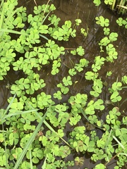 Marsilea