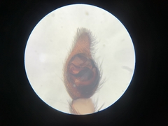Trochosa terricola