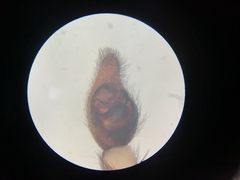 Trochosa terricola