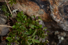 Galium morii