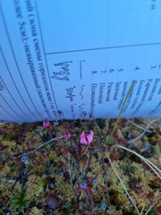 Vaccinium microcarpum