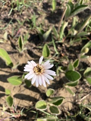 Gerbera viridifolia