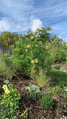 Gomphocarpus physocarpus