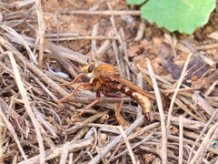 Asilus crabroniformis