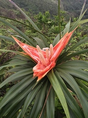 Freycinetia arborea