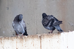 Columba livia domestica