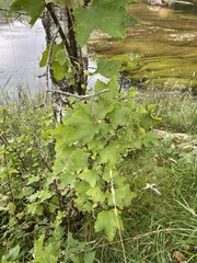Ribes rubrum