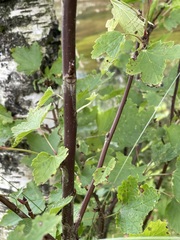 Ribes rubrum
