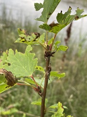Ribes rubrum