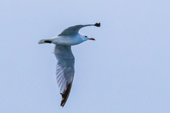 Ichthyaetus audouinii