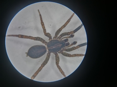 Trochosa terricola