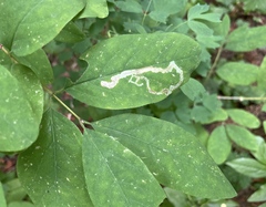 Aulagromyza cornigera