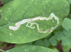 Aulagromyza cornigera