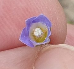 Wahlenbergia