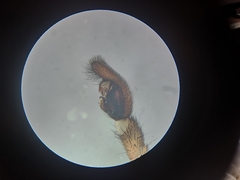 Trochosa terricola