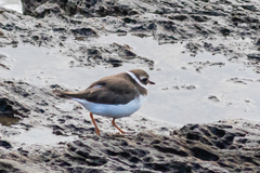 Charadrius hiaticula