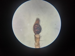 Trochosa terricola