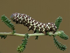 Alvaradoia disjecta