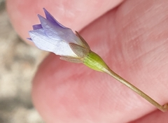Wahlenbergia