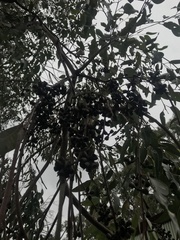 Eucalyptus baxteri