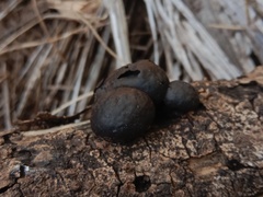 Daldinia concentrica